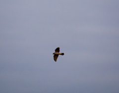 Accipiter gentilis