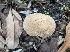 Lycoperdon bispinosum