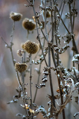 Echinops sphaerocephalus