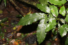 Alectryon subcinereus