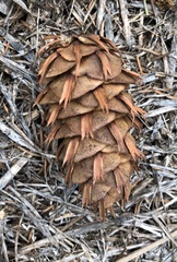 Pseudotsuga menziesii