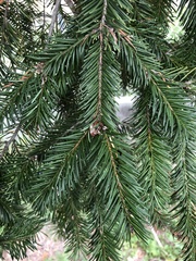 Pseudotsuga menziesii