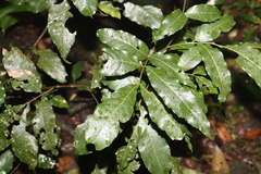 Alectryon subcinereus