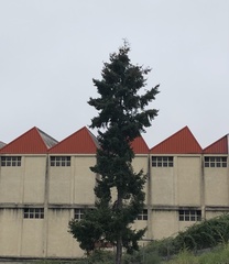 Pseudotsuga menziesii