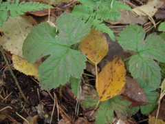 Rubus humulifolius