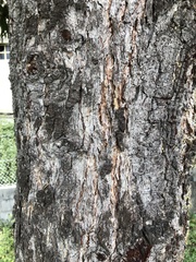 Pseudotsuga menziesii