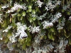 Bunodophoron australe