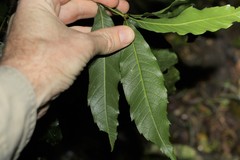 Alectryon subcinereus