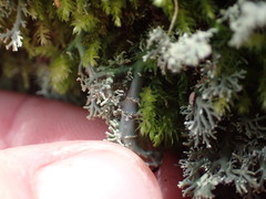 Bunodophoron australe