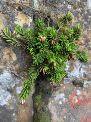 Erica depressa