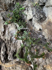 Erica depressa