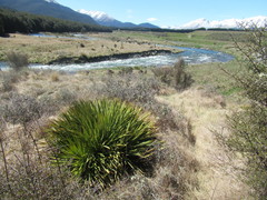 Aciphylla aurea