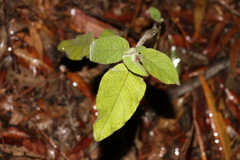 Solanum densevestitum