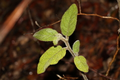 Solanum densevestitum