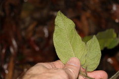 Solanum densevestitum