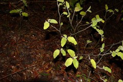Solanum densevestitum