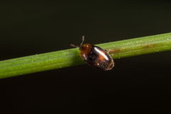 Corylophidae