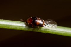 Corylophidae