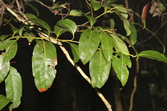 Cryptocarya glaucescens