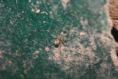 Lycosidae