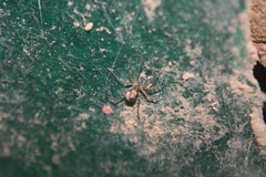 Lycosidae