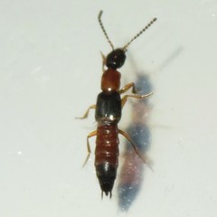Neobisnius occidentoides