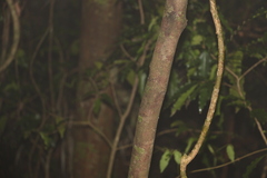 Cryptocarya glaucescens