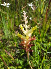 Lachenalia orchioides