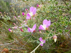 Podalyria microphylla