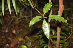 Actephila mooreana