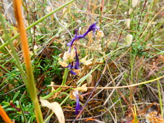 Codonorhiza elandsmontana