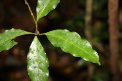 Actephila mooreana