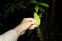 Actephila mooreana
