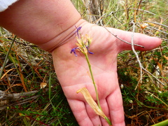 Codonorhiza elandsmontana