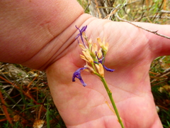 Codonorhiza elandsmontana