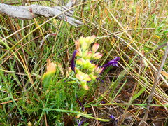 Codonorhiza elandsmontana