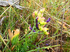 Codonorhiza elandsmontana