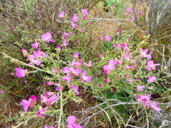 Podalyria microphylla