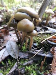 Psilocybe stuntzii