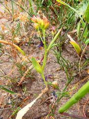 Codonorhiza elandsmontana