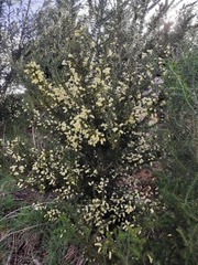 Acacia verticillata
