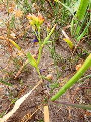 Codonorhiza elandsmontana