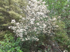 Pomaderris hamiltonii