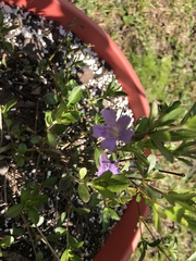Magnoliopsida