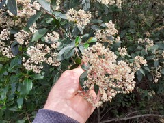 Pomaderris hamiltonii