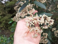 Pomaderris hamiltonii