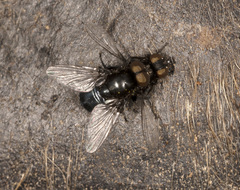 Australophyra rostrata