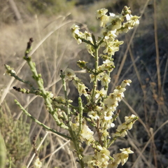 Hammada articulata