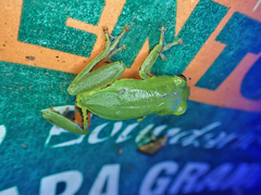 Hyperolius olivaceus