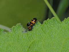 Cryptocephalus anticus